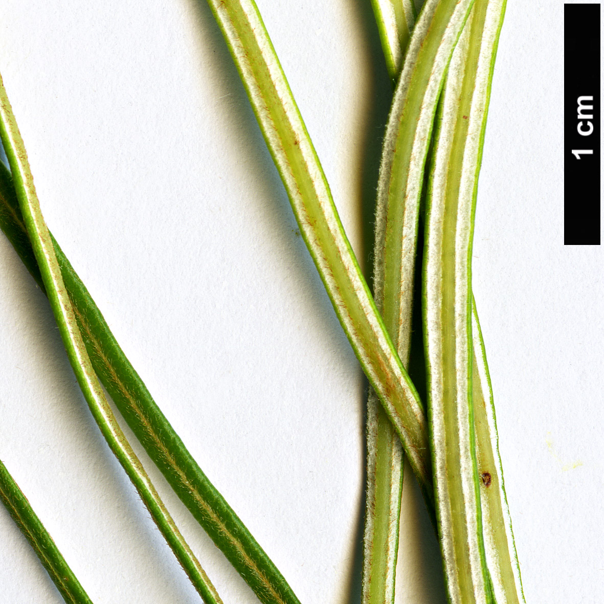 High resolution image: Family: Proteaceae - Genus: Dryandra - Taxon: tenuifolia - SpeciesSub: var. reptans ‘Cascading’